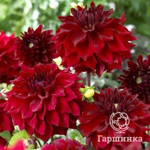 

Георгина Мингус Алекс (МАКСИ) декоративная