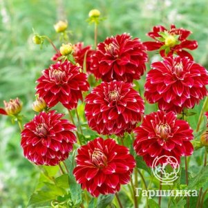 

Георгина Ред Рок декоративная