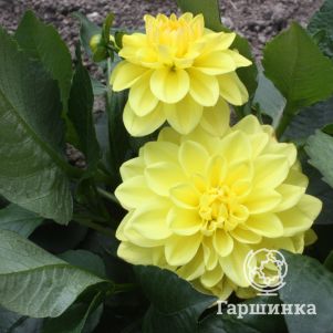 

Георгина Сиса бордюрная