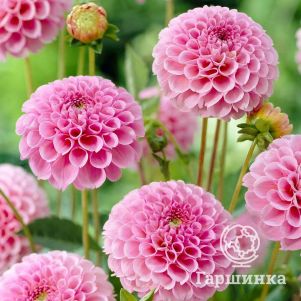 

Георгина Штольц Фон Берлин шаровидная