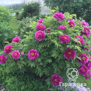 

Пион Гигант из Хемозы древовидный красный