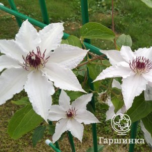 Клематис Спаклер махровый 2 690₽