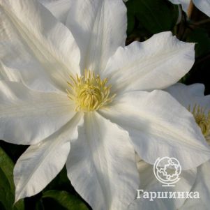 

Клематис Токи крупноцветковый (2)