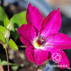 

Клематис Вива Полония (2)