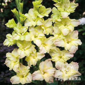 

Гладиолус Алисия