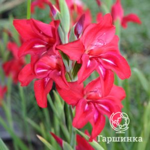 

Гладиолус мини Аманда Мэй