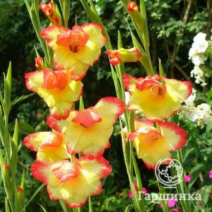 

Гладиолус мини Лас Вегас 5 шт