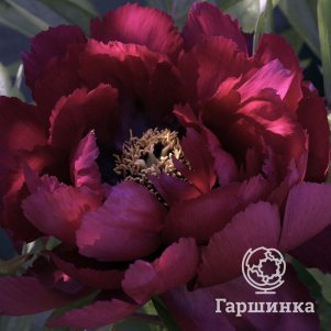 

Пион Блэк Стар