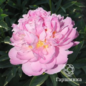 

Пион Ла Донна