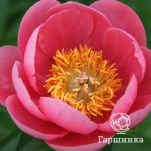 

Пион Лавли Роуз