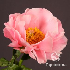 

Пион Салмон Шифон