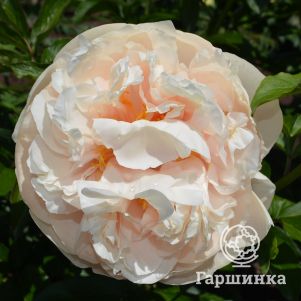 

Пион Блонд Вижн