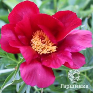 

Пион Мери Мейшайн