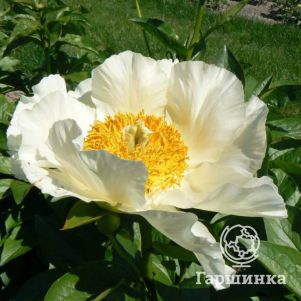 

Пион Мунрайз