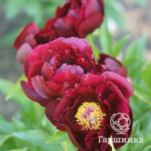 

Пион Ред Глори