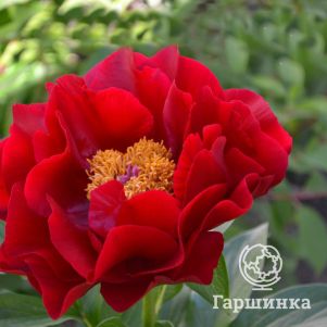 Пион Макинак Гранд