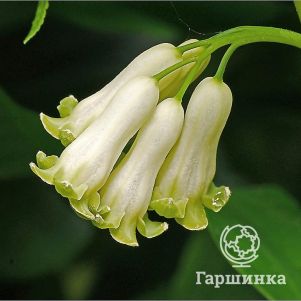 

Купена многоцветковая