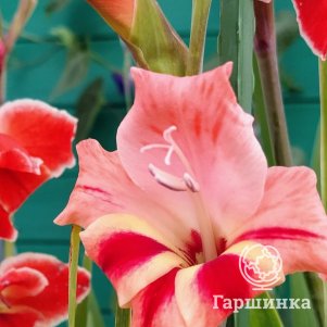 

Гладиолус мини Натали 3 шт