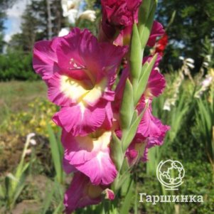 

Гладиолус Анук 3 шт