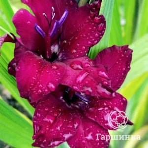 

Гладиолус Блек Сюрпрайз 3 шт