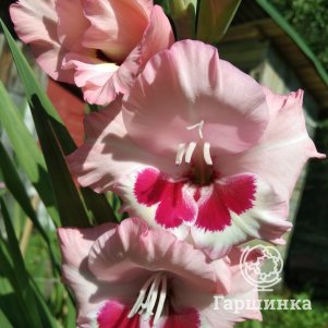 

Гладиолус Вайн энд Роузес 3 шт