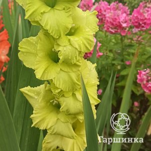 Гладиолус Грин Стар