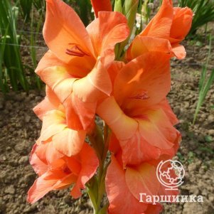 

Гладиолус Джессика 3 шт