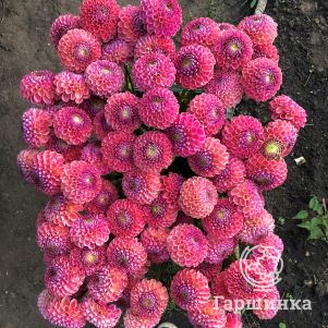 

Георгина Кейтлинс Джой помпонная