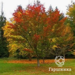 

Клен Максимовича