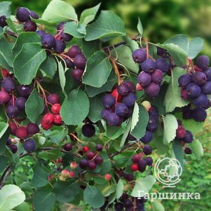 

Ирга Тиссен