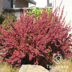 

Барбарис Тунберга Тоскана БейлДжулия