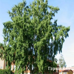 

Береза повислая Далекарлика