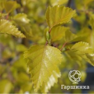 

Береза повислая Голден Обелиск