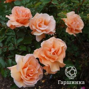 Роза Винтер Сансет кустарниковая, Imperial Rose