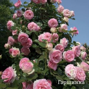 Роза Гримпант Пьер де Ронсар плетистая, Top Roses