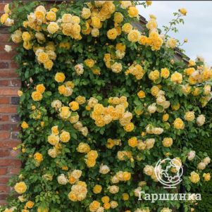 

Роза Грехам Томас плетистая, Imperial Rose