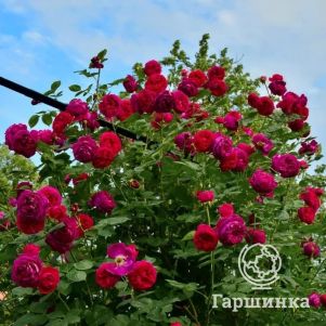 

Роза Фальстаф плетистая, Imperial Rose