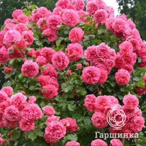 Роза Джулбер Сикер плетистая, Imperial Rose