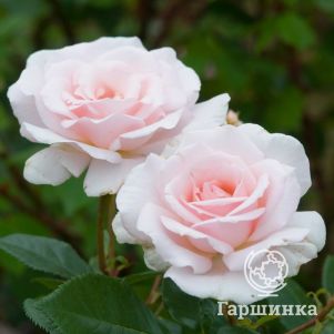 

Роза Э Вайтер Шейд оф Пэйл (Белее бледного) чайно-гибридная, Imperial Rose
