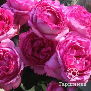 Роза Ив Пьяже чайно-гибридная, Top Roses