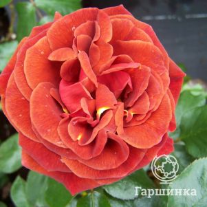 Роза Браун Велвет флорибунда, Imperial Rose
