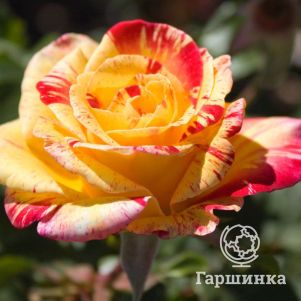 Роза Камиль Писсаро флорибунда, Империал Роуз Imperial Rose