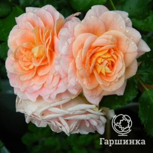 Роза Концерто 94 флорибунда, Imperial Rose