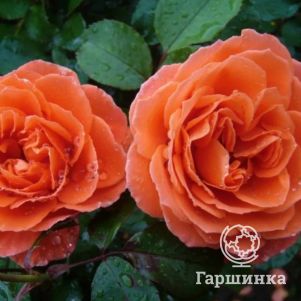 Роза Оранж Мейлав флорибунда, Imperial Rose