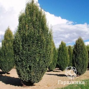 

Граб обыкновенный Фастигиата