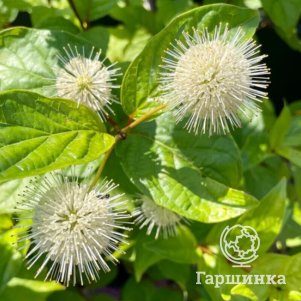 

Цветоголовник западный Файбер Оптикс