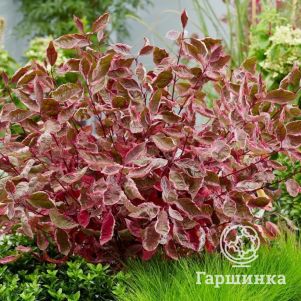 

Дерен Миракл белый