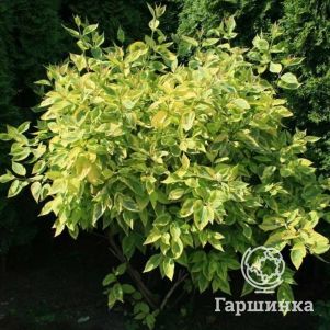 

Дерен Шпети белый