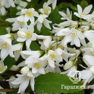 

Дейция изящная Никко