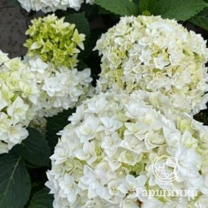 

Гортензия Флоренсия крупнолистная (макрофила)